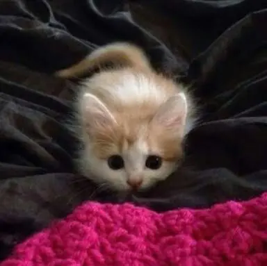 Gatito re lindo 