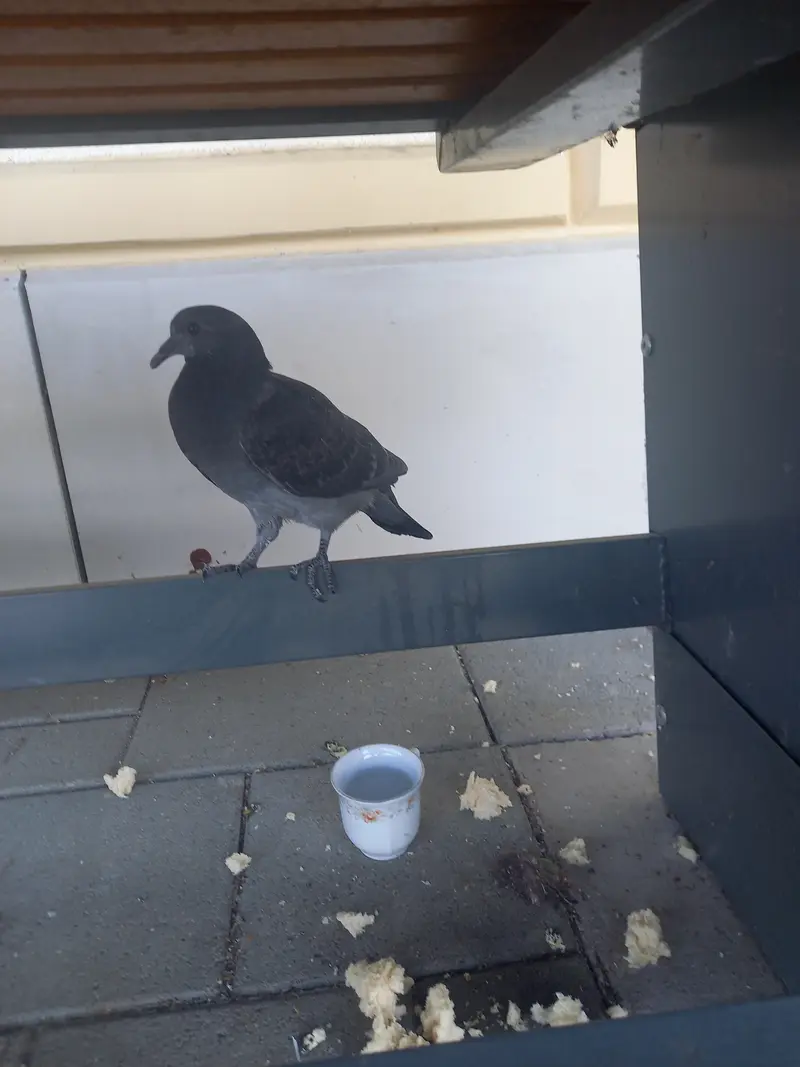Birb