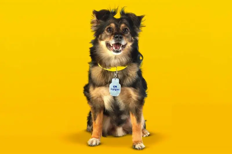 Perro lipigas