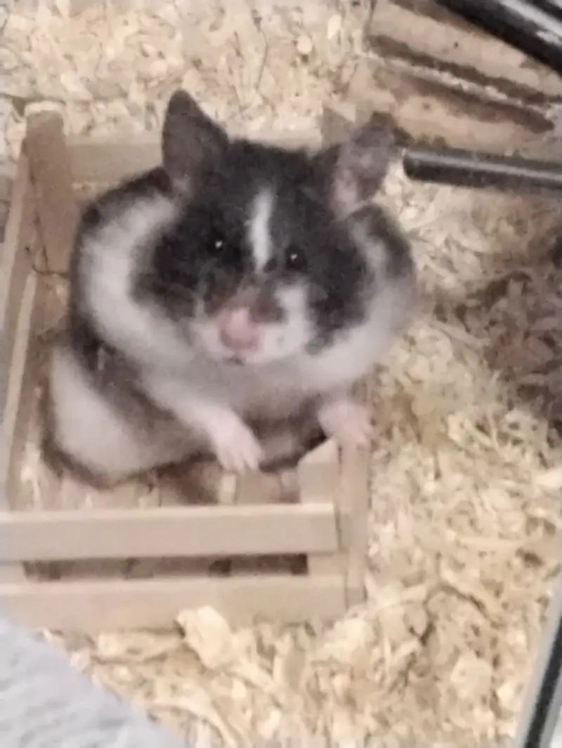 Max