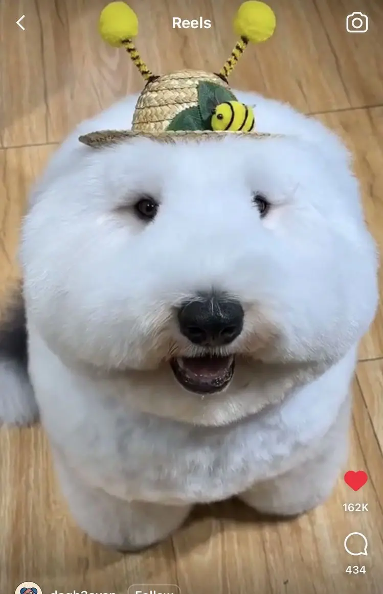 Silly dog floofy 
