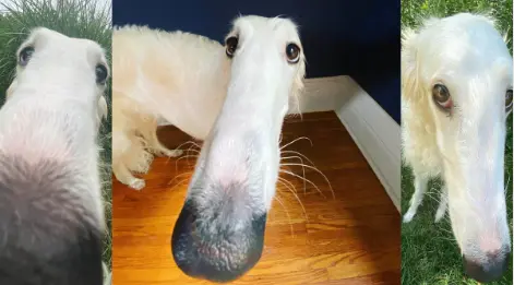twistylast