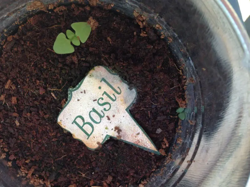 Basil