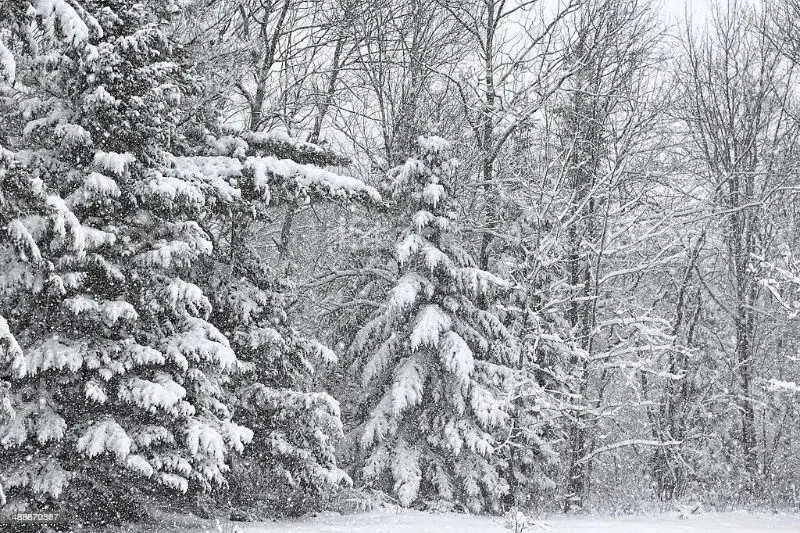 Endless Winter