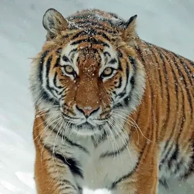 Sentient Siberian Tiger