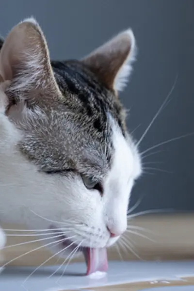 MLEMCAT
