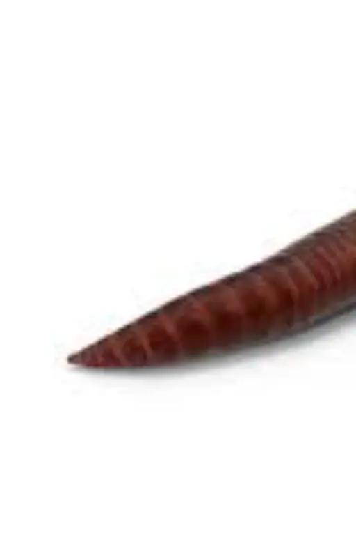A Giant Slutty Earthworm