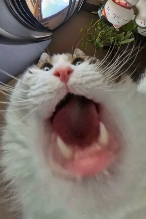 Nyaggers