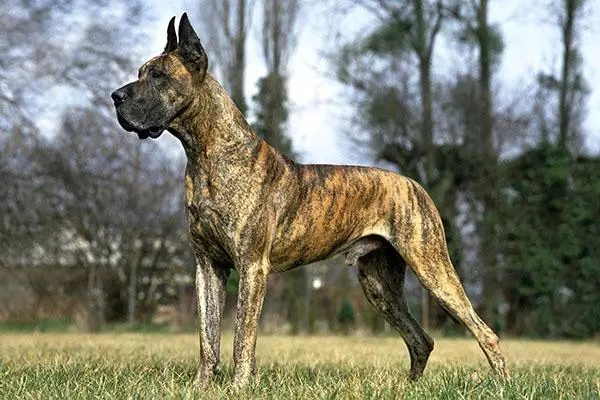 Your dog