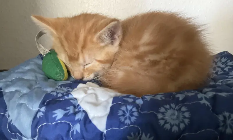 Niko