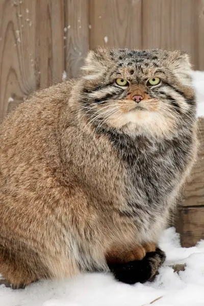 Friendly Manul