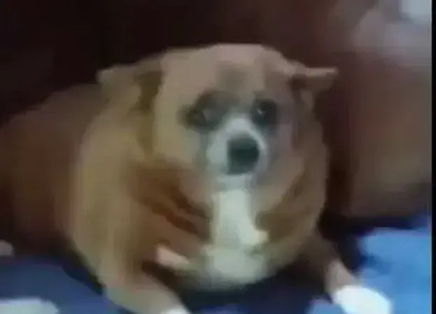 fat ass dog