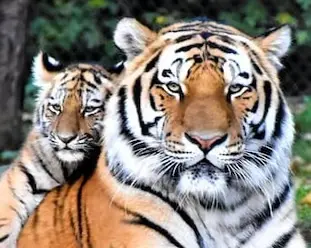tabo the Bengal tigress