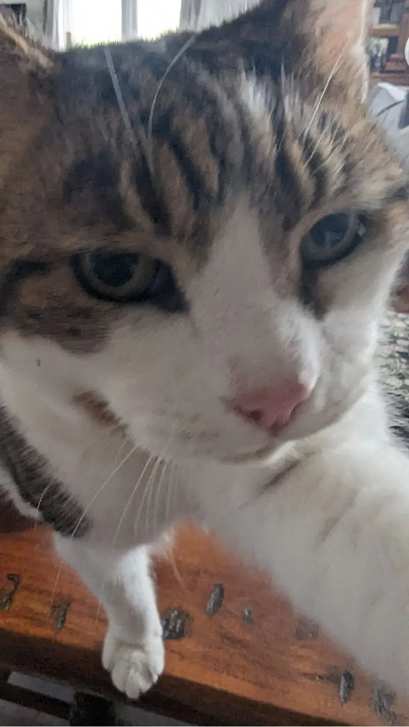 Milo