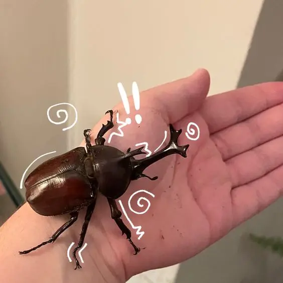 Pest!Maybell