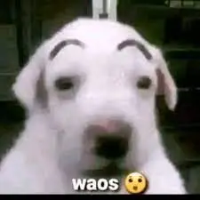 Waos