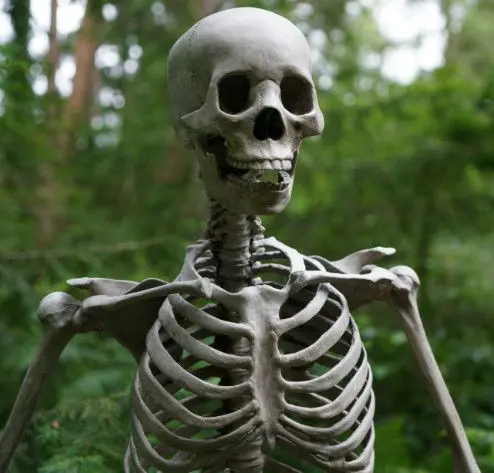 Skeleton