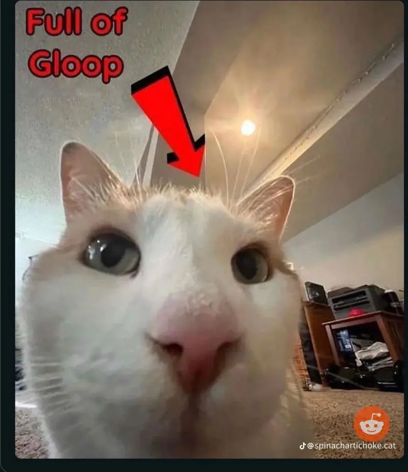 A cat