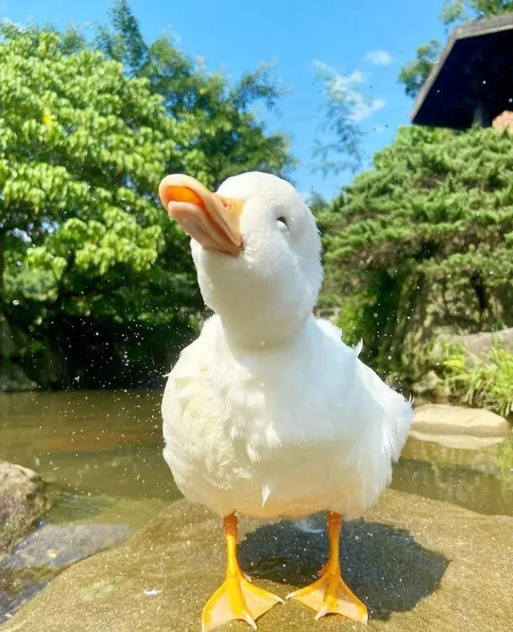 Duck