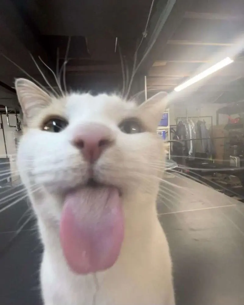 cat