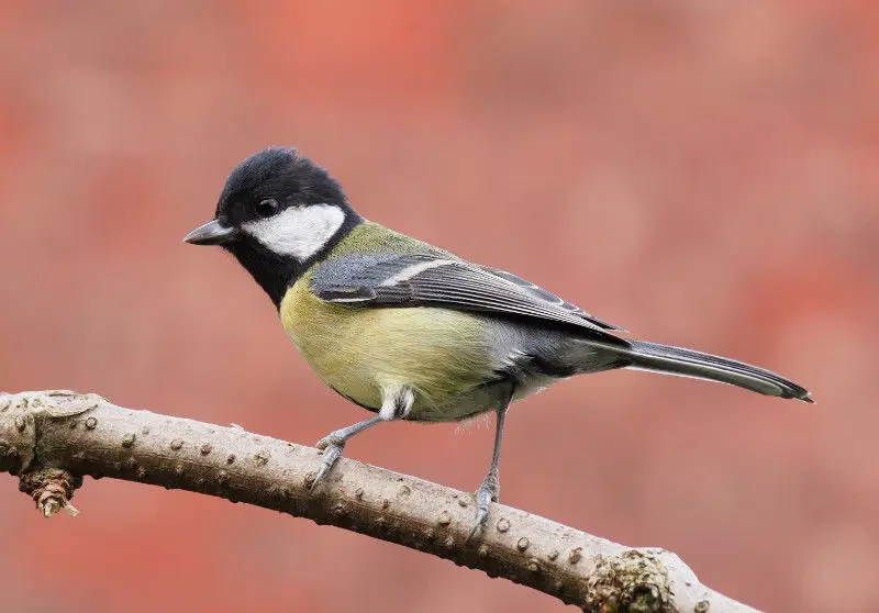 Some bird 