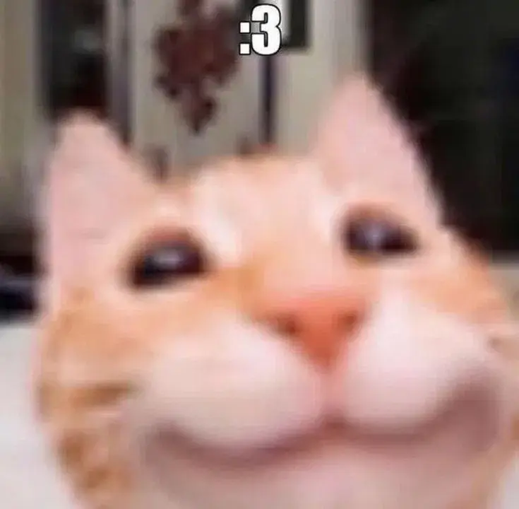 Cat.