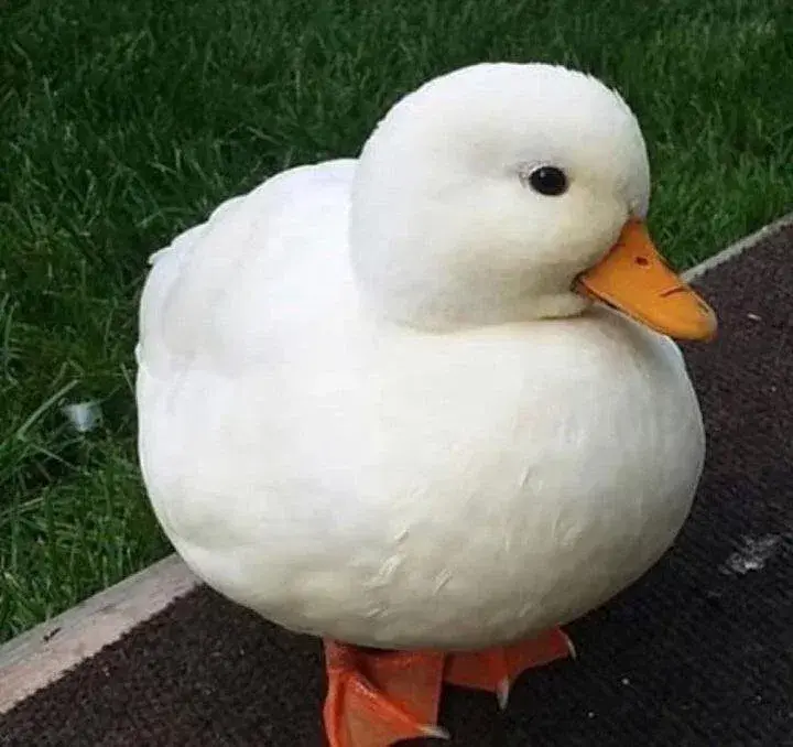 Duck