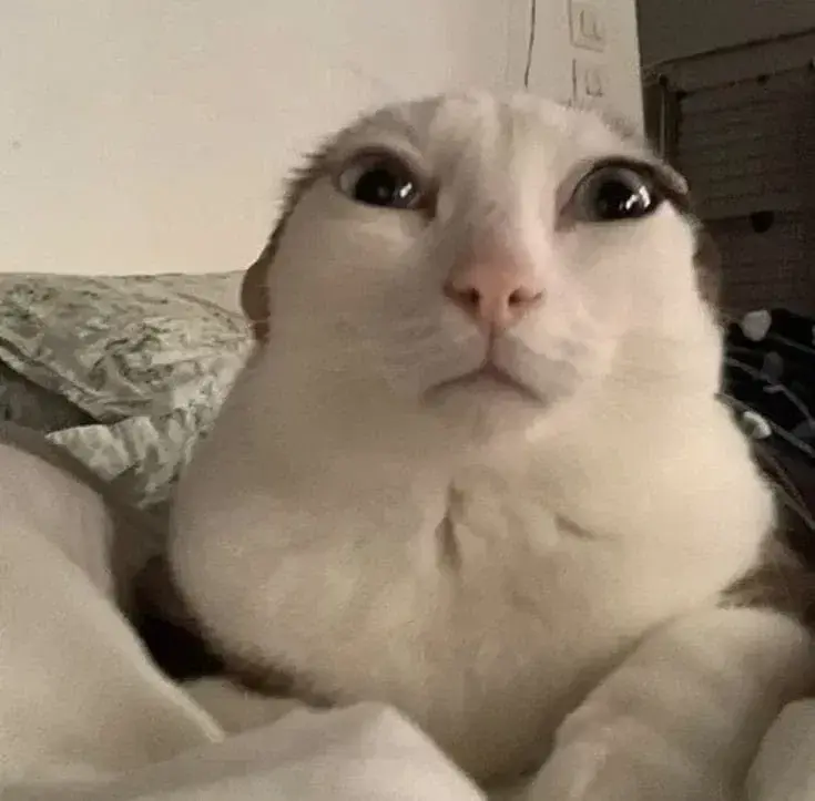 𝓯𝓻𝓮𝓪𝓴𝔂 cat