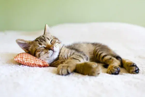 Cat || (You choose name)