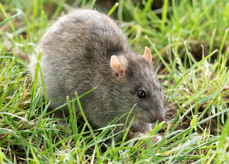 Nice rat