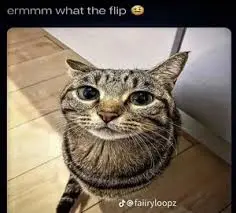 silly cat.