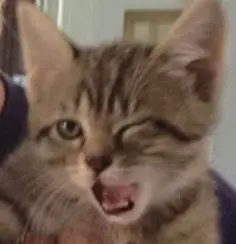 kkkk