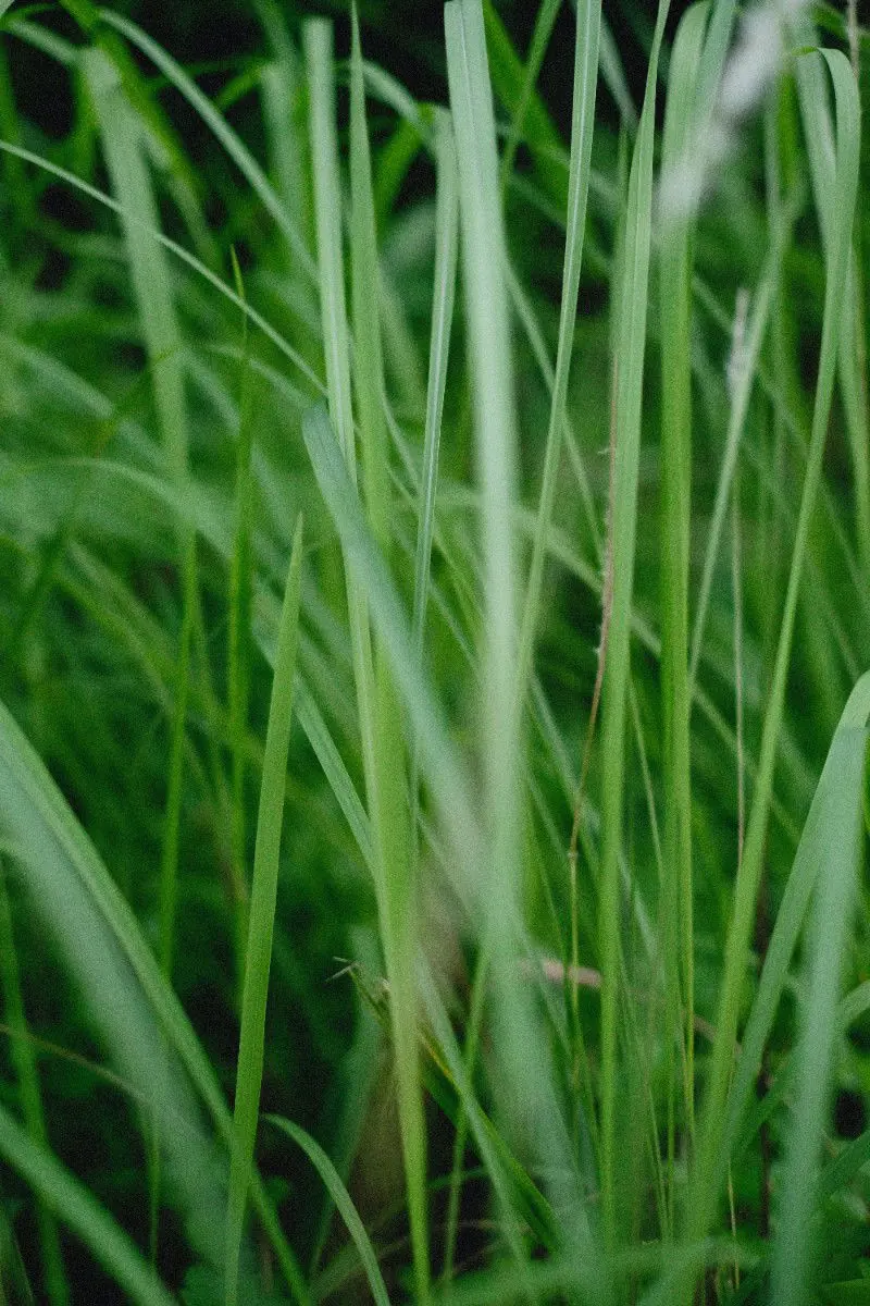 Grass