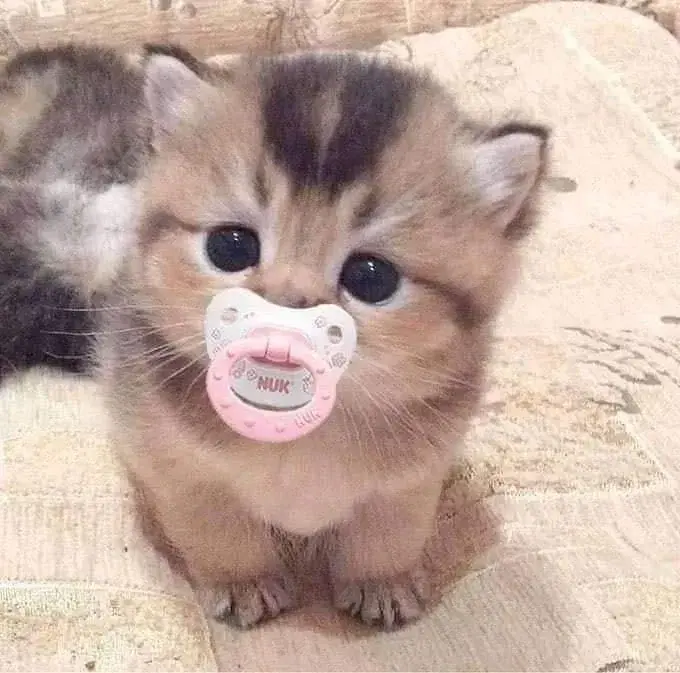 kitty