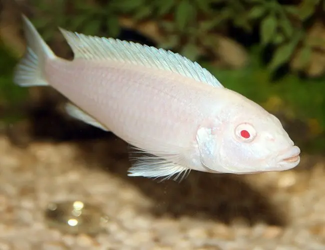 fish