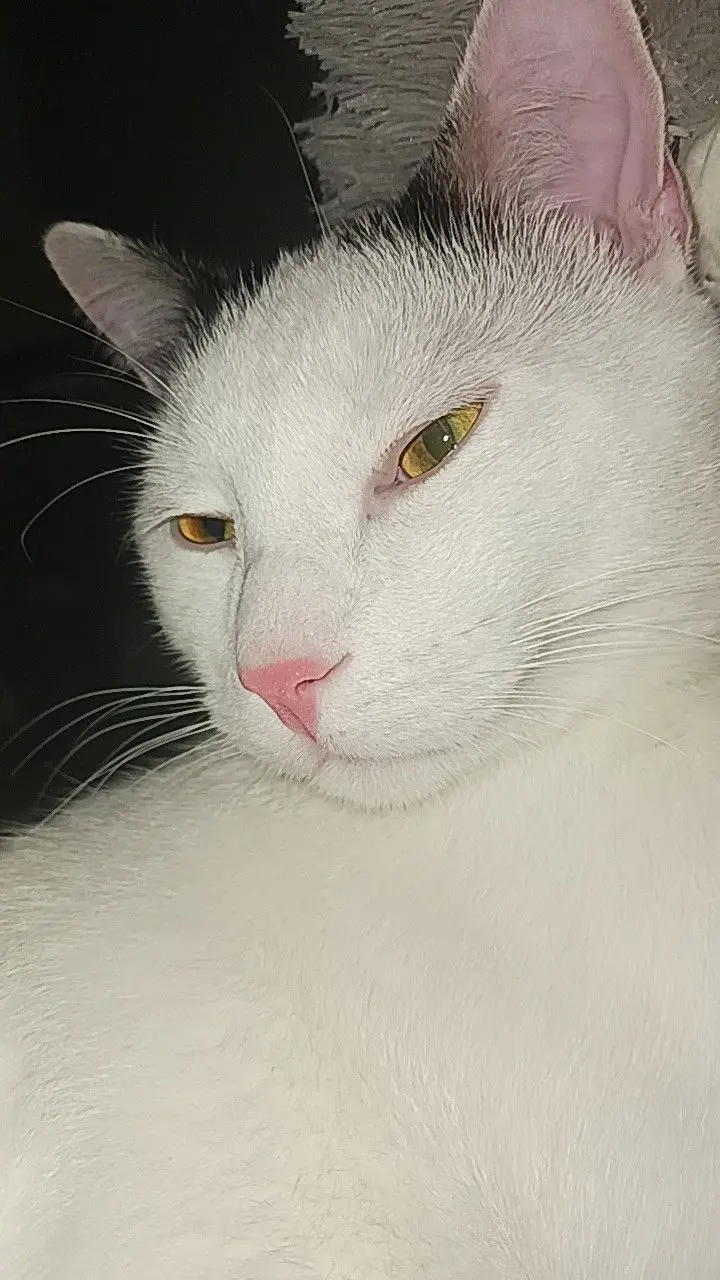MY CAT