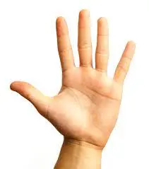 The hand