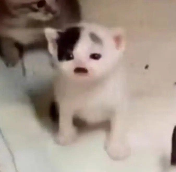 Prototype 