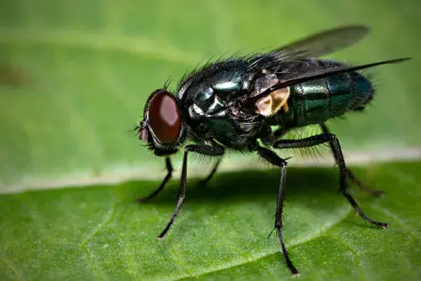 Blowfly
